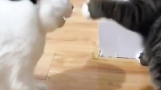 Big cats 2
