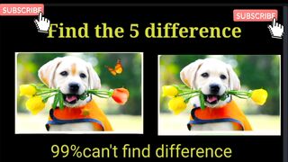 Spot the find difference game video
