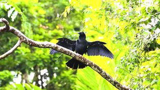 The Greatest BIRD COLLECTION 3
