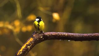 The Greatest BIRD COLLECTION 4