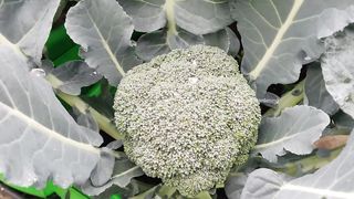 Top Vegetables to Plant in August for a Bountiful Harvest in hindi / Urdu