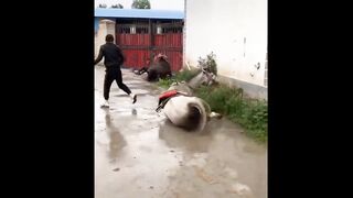 videos funny animals