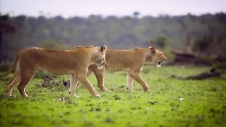 Jungle safari