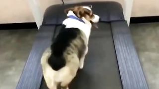 FUNNY DOGS!! : TYPE OF TWO DOGS
