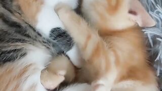 Chatons qui dorment - sleeping kittens