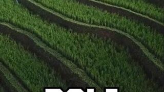 BaLi - Indonesia