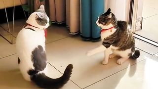 VERY FUNNY CATS