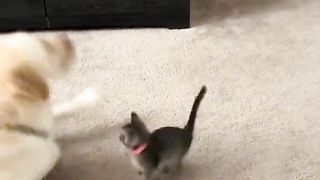 FRIENDSHIP CATS & DOGS
