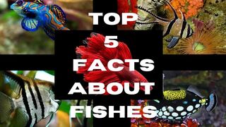 Top 5 Facts About Fishes //Beautiful fishes