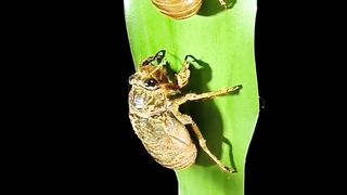 Amazing bugs | wonderful changing in bugs