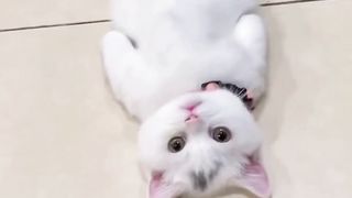 chatons sur le dos, trop mignons - kittens on their backs, so cute