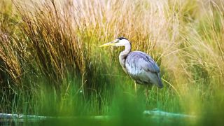 The Greatest BIRD COLLECTION 6