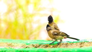 The Greatest BIRD COLLECTION 7