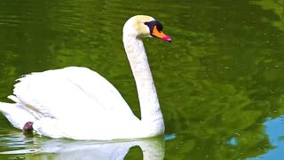 The Greatest BIRD COLLECTION 8
