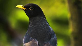 The Greatest BIRD COLLECTION 9