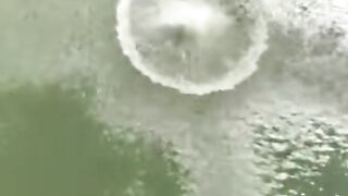 Buaya terbang
