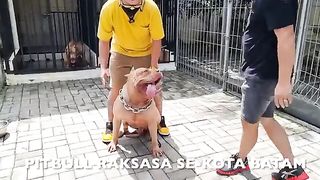 GEREBEK_RAJA_PITBULL_RAKSASA_DI_BATAM_!!!(360p).