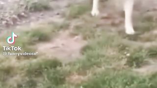 Приколи 260