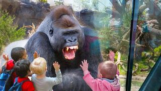 Animaux drôles ATTAQUANT des enfants dans la compilation de zoo