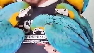 Macaw  parrots
