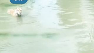 Semakin dikejar smakin jauh