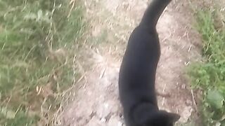 Animal lovers 166