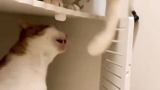 Funny animals 2023???? - Funniest Cats and Dogs Video????????270 #shorts