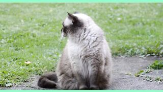 A cat video 7