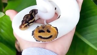 Amazing videos 11