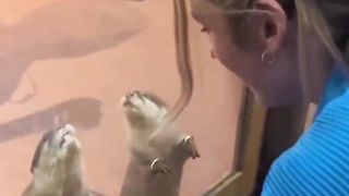 Cute Animal Museum Love Pets #animals #pets #shorts_ #shortsvideo #shortsviral #shortsfeed