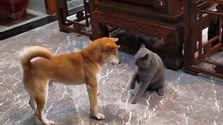 Trending Ninja Pets Fighting Each Other #shorts #pets #ninja #funny #funnyshorts #meme