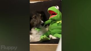 Funny Dog Videos (2023)  YOU LAUGH YOU LOSE!