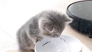 Cute Cat Baby Satisfies Her Thirst #catbaby #catshorts #shortsfeed #shorts #baby