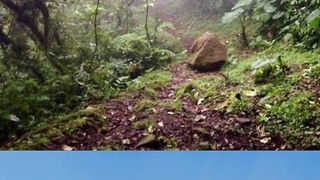 Monteverde Cloud Forest