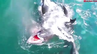 This is a dangerous marine animal