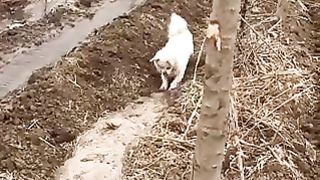 Dogs to help.