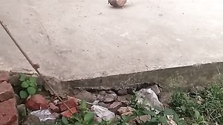 Animal lovers 176