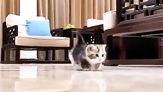 Collection of cute videos of kittens