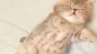 Cat with a pudgy tummy.