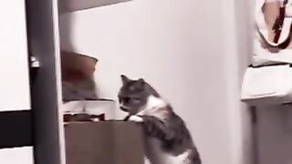 A cat that sensed it was in danger.