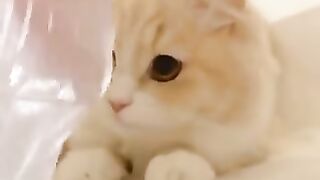 A cat that happens to be untouchable