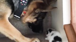 Helpful pup Carries Foster kittens