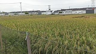 Paddy rice farming that has been built into partial housing.