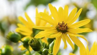Piano music and flowers, to calm the mind and emotions, cheer the heart, and uplift the soul.