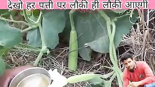 लौकी की वेल में आएंगी1000 लौकी फल डालें यह देशी खाद