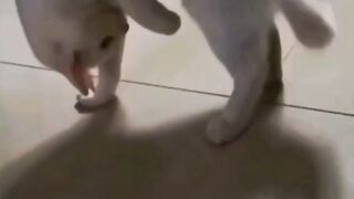 Own Tail Very Complicated