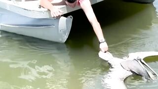 Man Saves Pelican Choking on Fish
