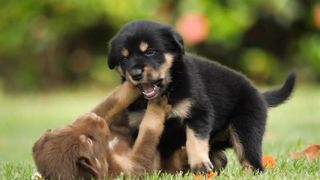 Puppy happy