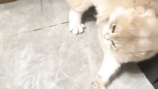 Random Cute Video 2