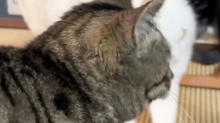Angry cat videos